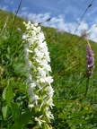 Orchis moucheron hypochrome