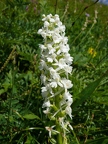 Orchis moucheron hypochrome