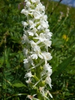 Orchis moucheron hypochrome