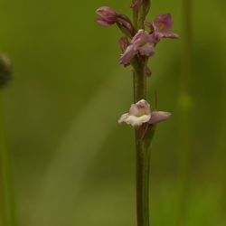 Gymnadenia odoratissima