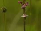 Gymnadenia odoratissima