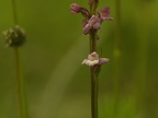 Gymnadenia odoratissima