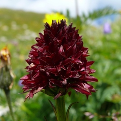 Flore