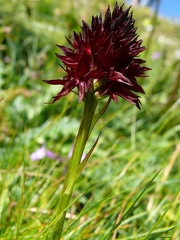 Orchis vanille