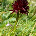 Orchis vanille