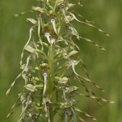 Himantoglossum hircinum