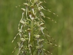 Orchis bouc