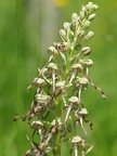 Orchis bouc