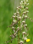 Orchis bouc