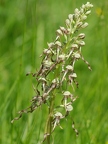 Orchis bouc