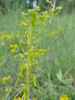 Listera ovata