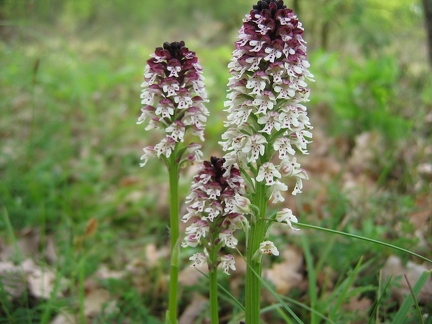 Orchis brûlé