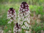 Orchis brûlé