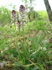 Orchis brûlé