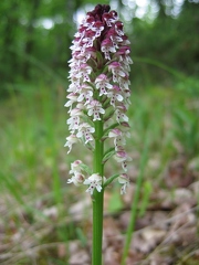 Orchis brûlé