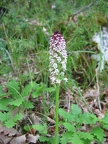 Orchis brûlé