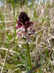 Orchis brûlé