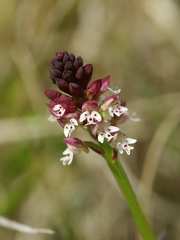 Orchis brûlé