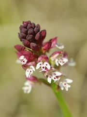 Orchis brûlé