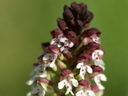 Orchis brûlé