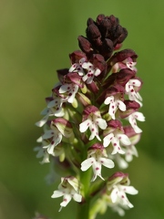 Orchis brûlé