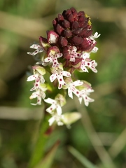 Orchis brûlé