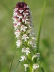 Orchis brûlé