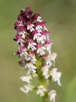 Orchis brûlé