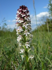 Orchis brûlé