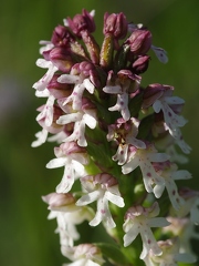 Orchis brûlé