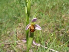 Ophrys abeille