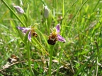 Ophrys abeille