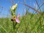 Ophrys abeille