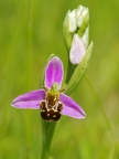 Ophrys abeille