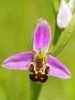 Ophrys abeille