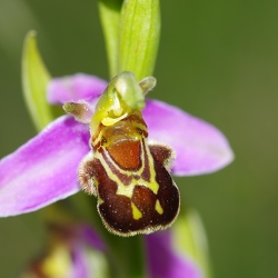 Ophrys apifera