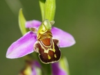 Ophrys abeille