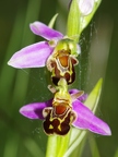 Ophrys abeille