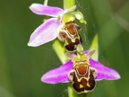 Ophrys abeille