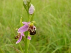 Ophrys abeille