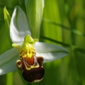 ophrys_abeille_10.jpg