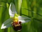 Ophrys abeille