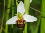 Ophrys abeille