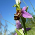 ophrys_abeille_12.jpg