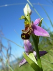 Ophrys abeille