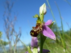 Ophrys abeille