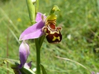 Ophrys abeille