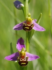 Ophrys abeille