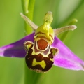 ophrys_abeille_16.jpg