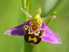 Ophrys abeille